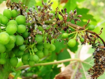 Why does white bloom appear on grapes and how to process it?