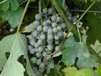 Pourquoi une floraison blanche apparaît-elle sur les raisins et comment la traiter ?