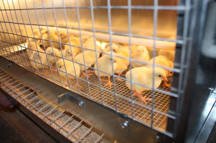 Choose a brooder for chickens and do it yourself