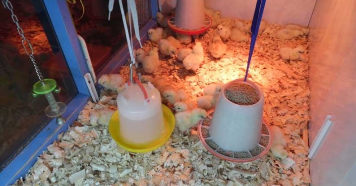 Choose a brooder for chickens and do it yourself