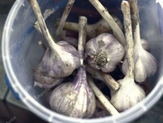 Kapan dan bagaimana cara memanen bawang putih musim semi?