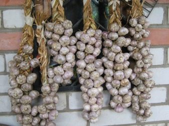 Quando e come raccogliere l'aglio primaverile?