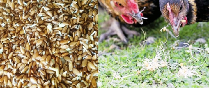 How to germinate wheat for chickens?
