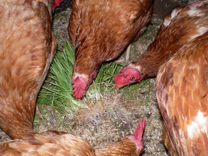 How to germinate wheat for chickens?