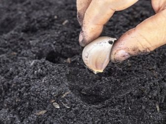 Είναι δυνατόν να φυτέψουμε χειμερινό σκόρδο την άνοιξη ως άνοιξη και πώς να το κάνουμε;
