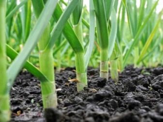 ¿Es posible plantar ajos de invierno en primavera como primavera y cómo hacerlo?