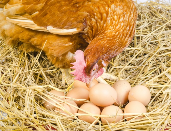 Chickens peck eggs: what are the reasons and what to do?