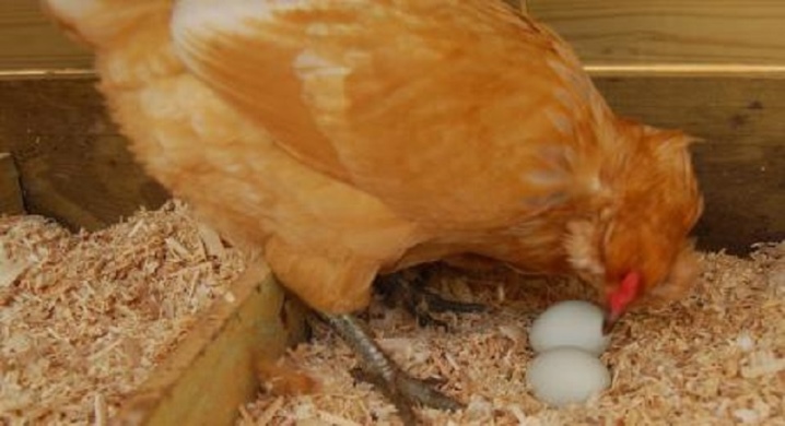 Kuřata klují vejce: jaké jsou důvody a co dělat?