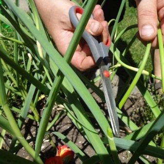 Bila hendak memotong anak panah dari bawang putih dan bagaimana untuk melakukannya?