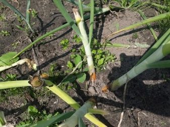 Bila hendak memotong anak panah dari bawang putih dan bagaimana untuk melakukannya?
