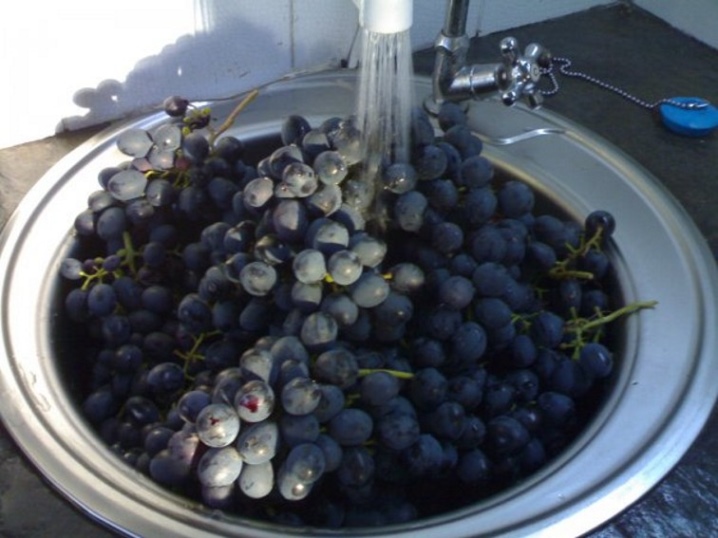 Features of the use of colloidal sulfur for grapes
