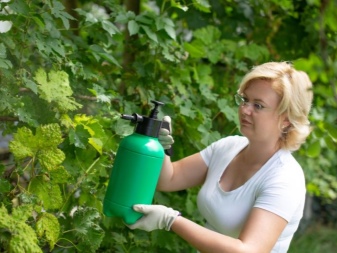 Características del uso de azufre coloidal para uvas.