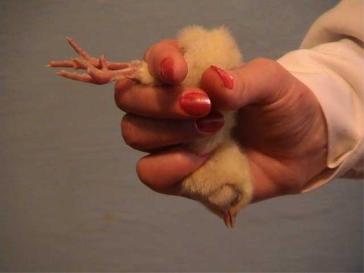 Denní kuřata: co krmit a jaké podmínky jsou potřebné pro údržbu?