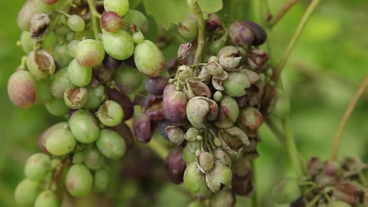 Metoder til behandling af druer med sodavand