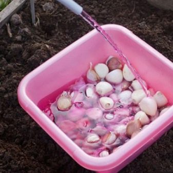 Raccogliere e piantare semi di aglio