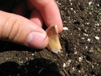 Coletando e plantando sementes de alho
