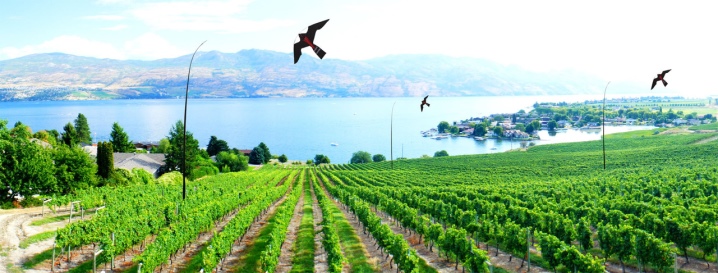 How to protect grapes from birds?