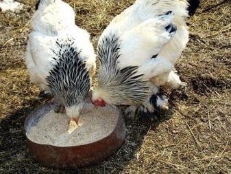 Vitamins for chickens: types and choices