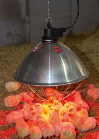 Lámparas de calefacción para pollitos