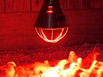 Chick lämmityslamput