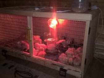 Civciv ısıtma lambaları