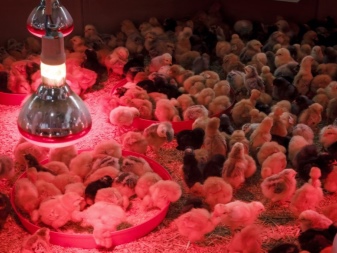 Chick heating lamps