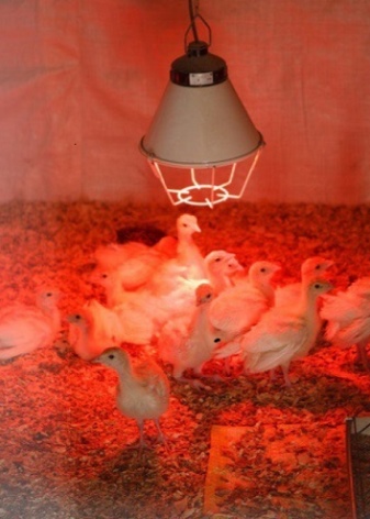 Chick heating lamps