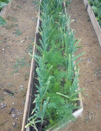 Plantarea și îngrijirea usturoiului de primăvară