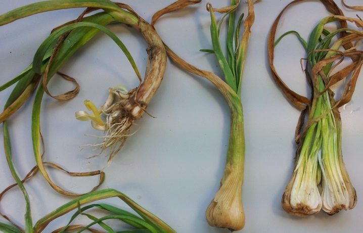 Planting and caring for spring garlic