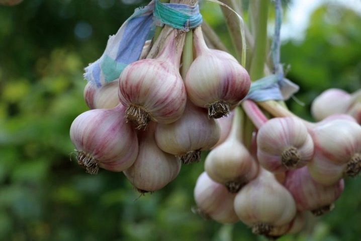 Planting and caring for spring garlic