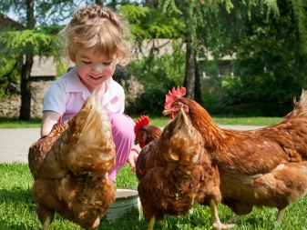 What is the best food for chickens?