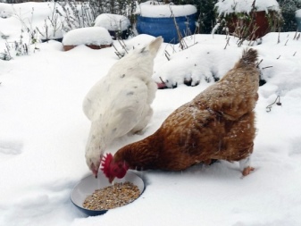 What is the best food for chickens?