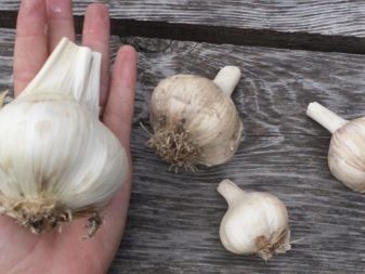 When to harvest garlic planted before winter?