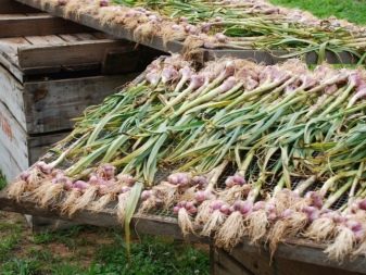 When to harvest garlic planted before winter?