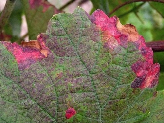 Overview of grape diseases and treatments