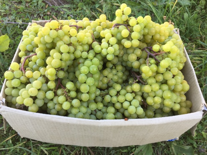 Gray mold on grapes