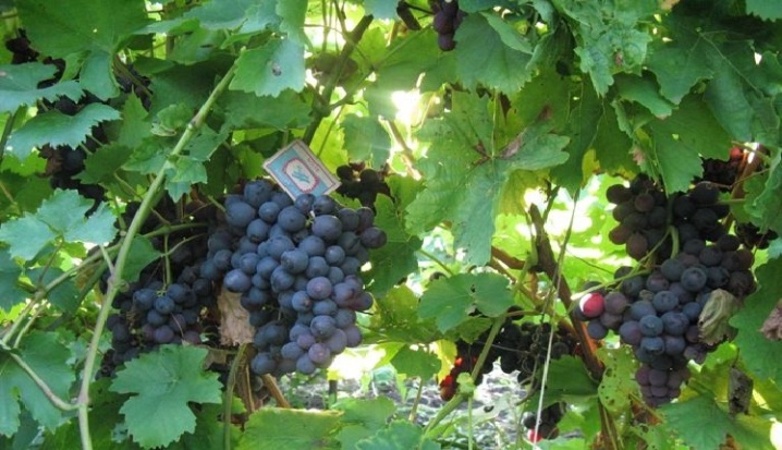 Pourriture grise sur les raisins