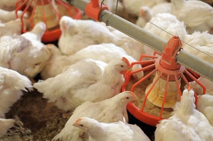 Broiler weight by day: norm, shortage, care features