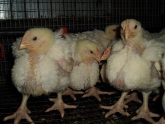 Broiler weight by day: norm, shortage, care features