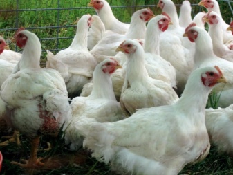 Trọng lượng gà thịt theo ngày: định mức, thiếu hụt, tính năng chăm sóc