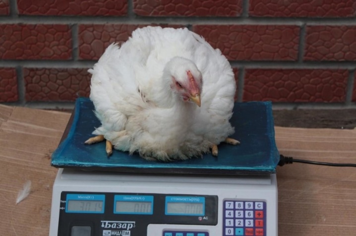 Trọng lượng gà thịt theo ngày: định mức, thiếu hụt, tính năng chăm sóc