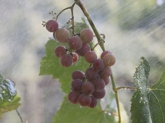 Luchar contra la clorosis de la uva