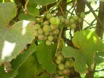 Combatendo a clorose da uva