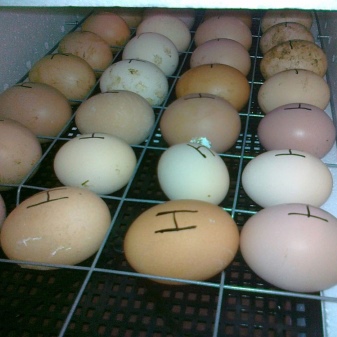Incubación de pollos de engorde: características del proceso.