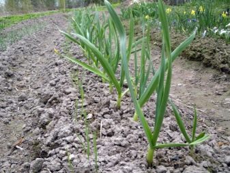 Do I need to tie garlic in a knot in the garden and when to do it?