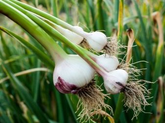 Do I need to tie garlic in a knot in the garden and when to do it?