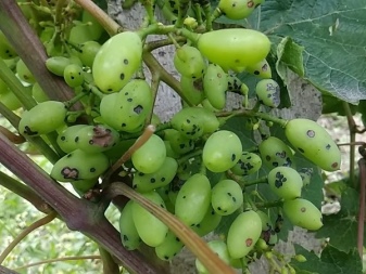 What is grape anthracnose and how to treat the disease?