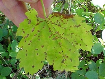 What is grape anthracnose and how to treat the disease?