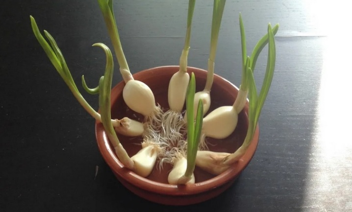 Ako pestovať cesnak doma?