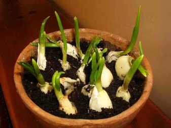 Bagaimana cara menanam bawang putih di rumah?